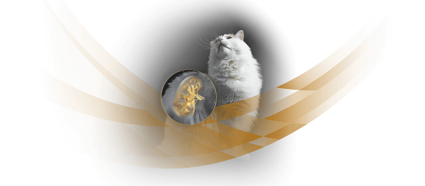 Illustration of a feline kidney and a white cat on a dark background, representing Purina Pro Plan Veterinary Diets NF Renal.