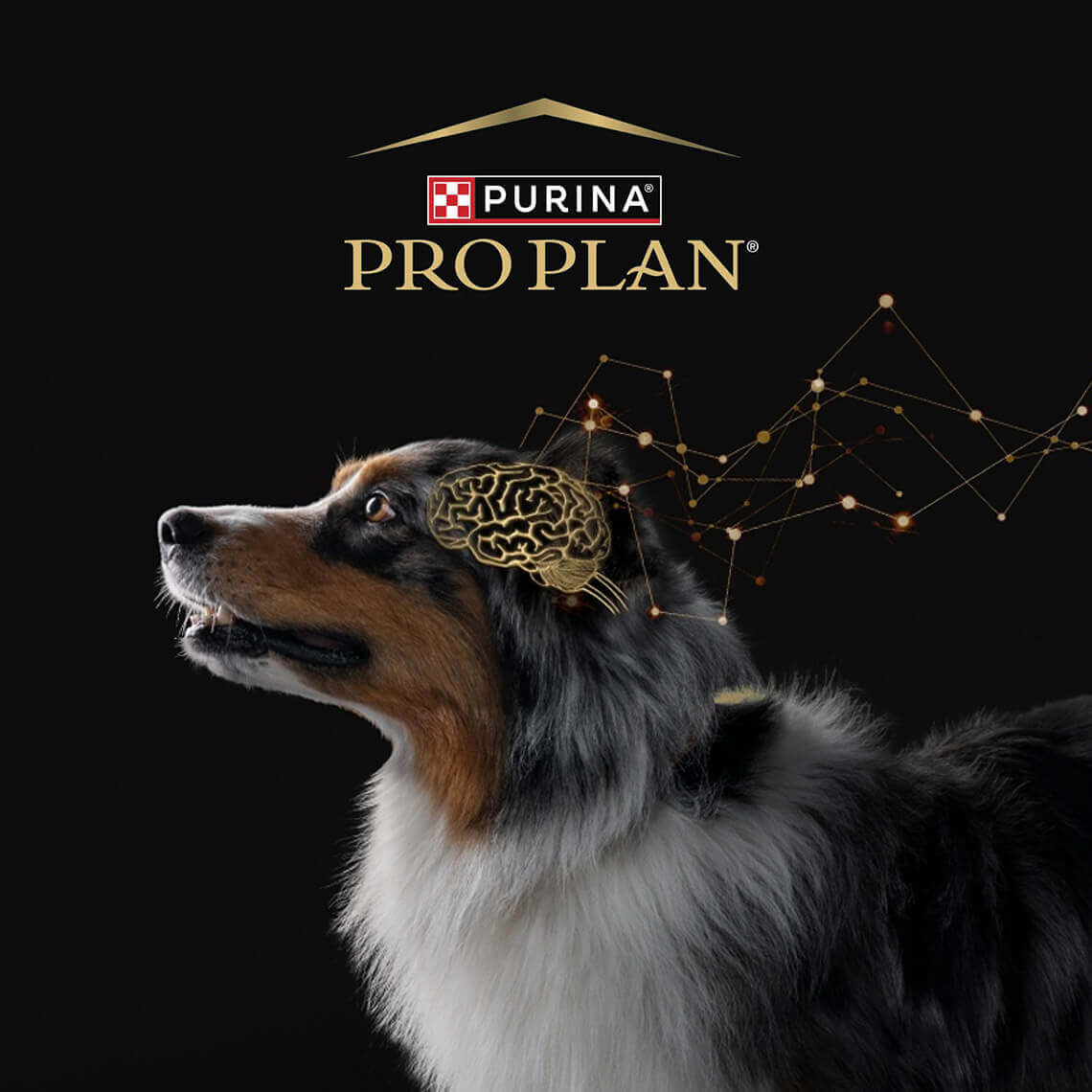 Kognitiv bedömningsskala för hundar