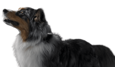 Blue merle Australian Shepherd dog looking up.