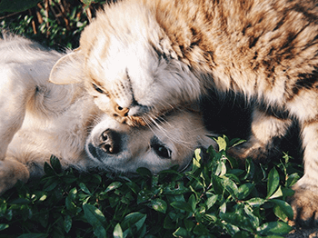 Cat relaxing on a green lawn, promoting the E-learning module on Dietary Management of Chronic Kidney Disease.