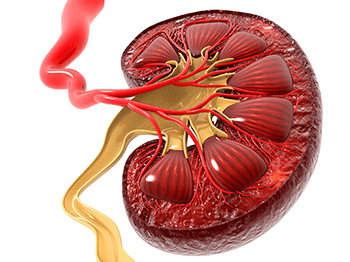 Illustration of a feline kidney, highlighting Meet the Researchers for Chronic Kidney Disease: Pathophysiology