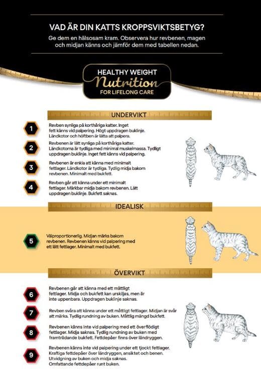 Body Condition System - Kattdjur - A4 affisch 