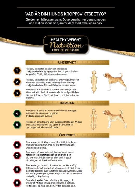Body Condition System - Hund - A4 affisch 