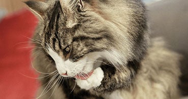 Reduktion av aktivt fel d 1 från katters hår med en IgY-antikropp mot fel d 1-ägg.