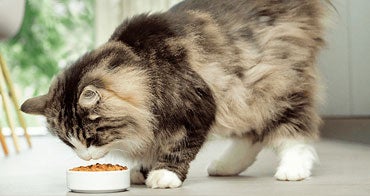 Äggproduktingrediens som innehåller anti-Fel d 1, sänker Fel d 1-nivåer i kattsaliv