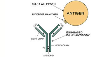 Estudios de seguridad del ingrediente IgY anti-Fel d 1 en alimentos para gatos.