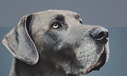 En svart hund som illustrerar användningen av medellånga triglycerider (MCT) i djurfoder.