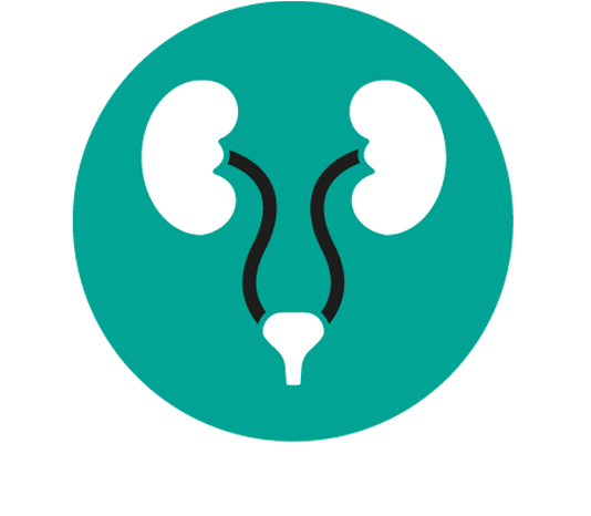 Urinvägssystemet