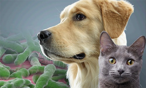 En hund och en katt tillsammans som illustrerar Purinas mikrobiomforskning i praktiken.