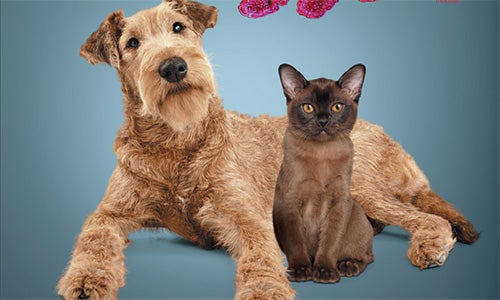 En hund och en katt som illustrerar prebiotikas effekter på mag‑tarmhälsa och allmän hälsa.