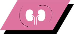 Med arginin, antioxidanter och omega-3-fettsyror för att främja friska njurar