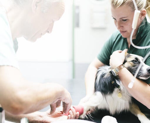 Sjuksköterskeakademin