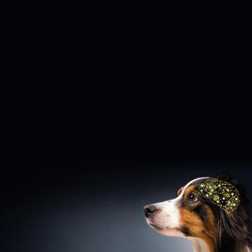 Upptäck skalan för kognitiv bedömning av hundar