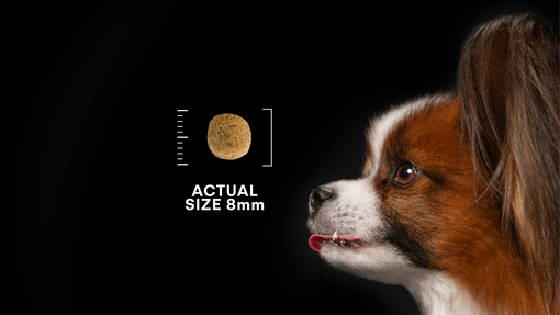 Liten hund i profil bredvid foderkula i naturlig storlek 8 mm mot svart bakgrund