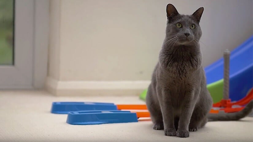 Rachel And Enzo's Story | Meet Purina