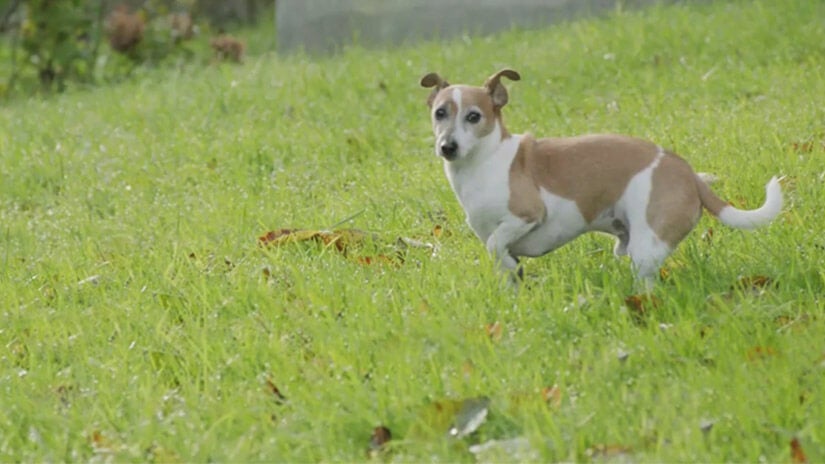 Pets and People are Better Together | Meet Purina